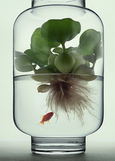 a goldfish in a glass with water and plants