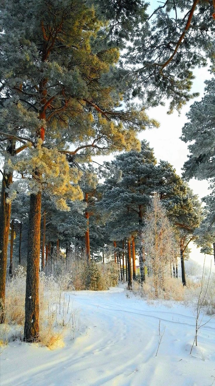 a snow covered forest with lots of trees in the middle and white snow on the ground