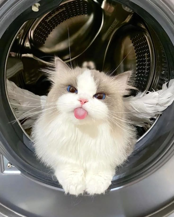 a fluffy white cat sticking its tongue out in front of a washing machine with it's door open