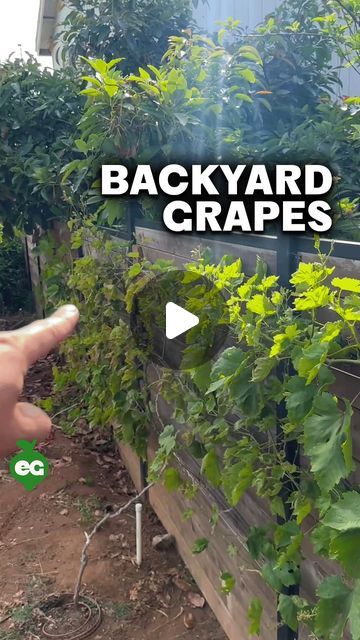 someone is pointing at some plants growing in the garden with text that reads backyard grapes