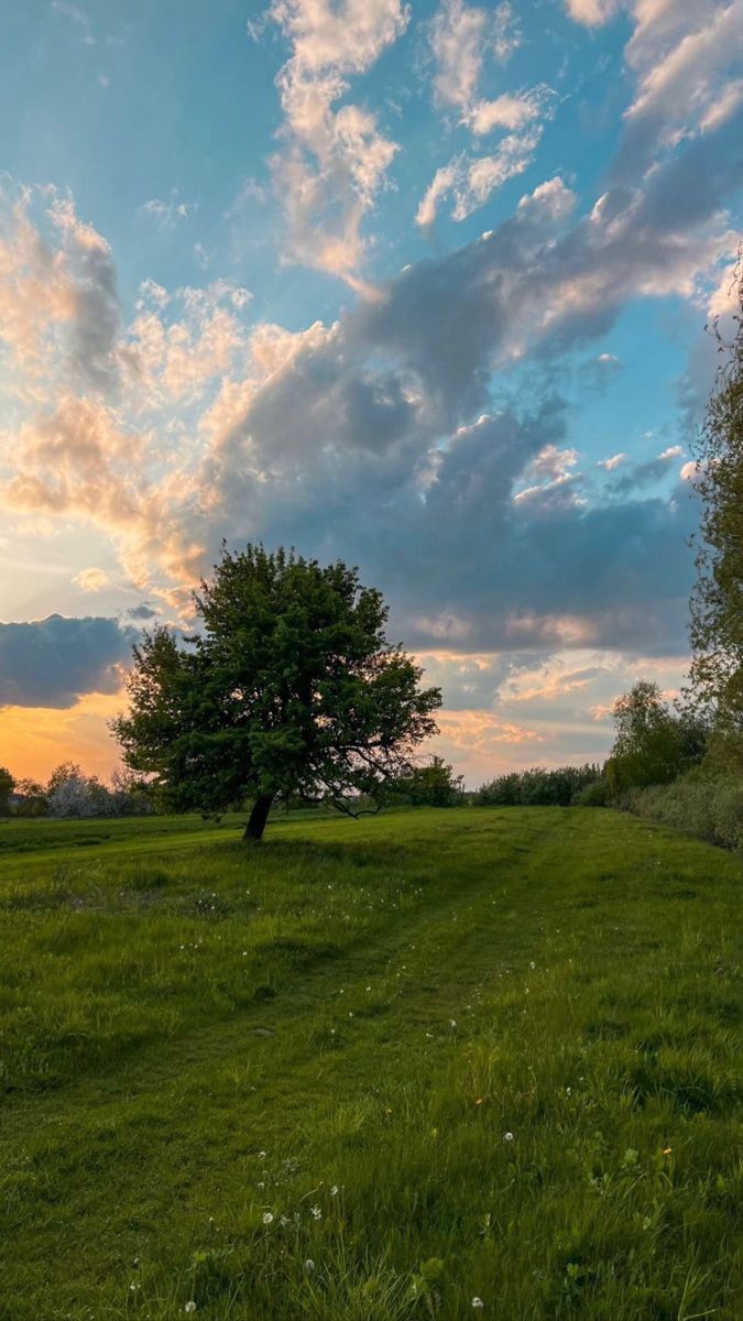 a lone tree stands in the middle of a grassy field at sunset with clouds overhead