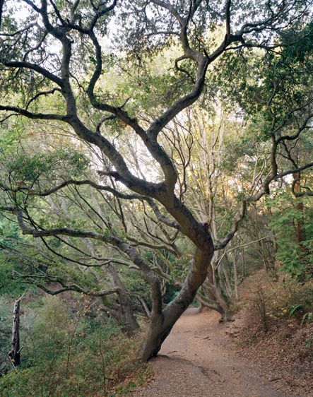 a tree that is standing in the middle of a dirt path with leaves on it