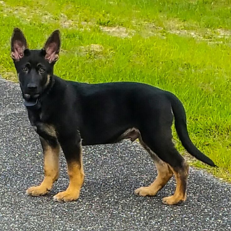 a black and brown dog standing on the side of a road next to green grass