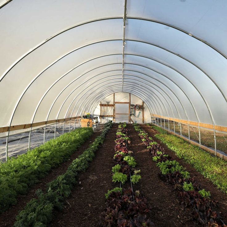 the inside of a large greenhouse with many plants growing in it's ground level