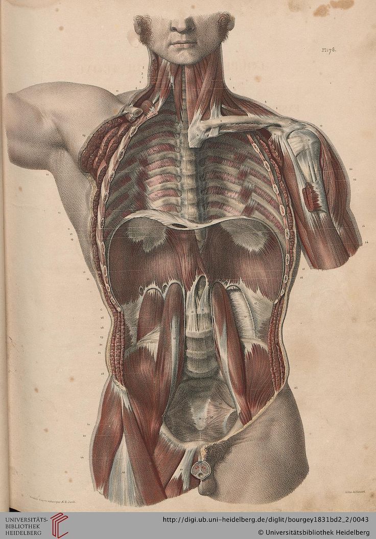 an antique medical illustration shows the muscles and their major structures, including the upper half of the body