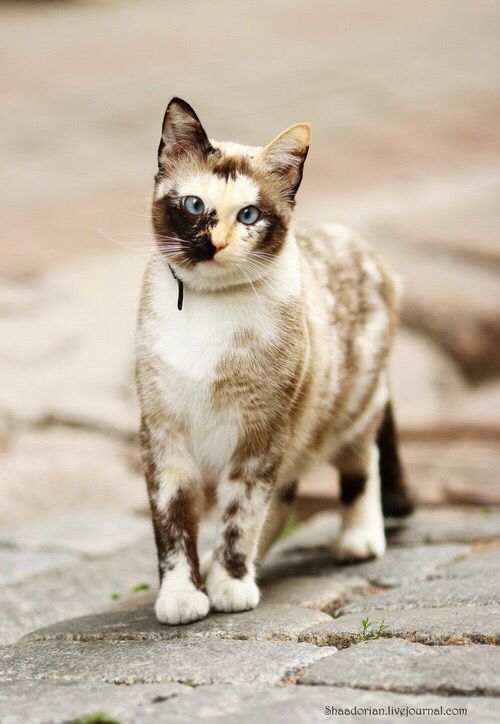 a brown and white cat standing on top of a sidewalk