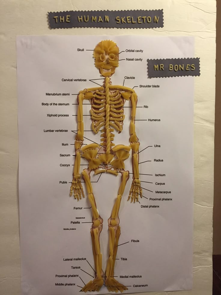 a diagram of the human skeleton on a piece of white paper with words below it