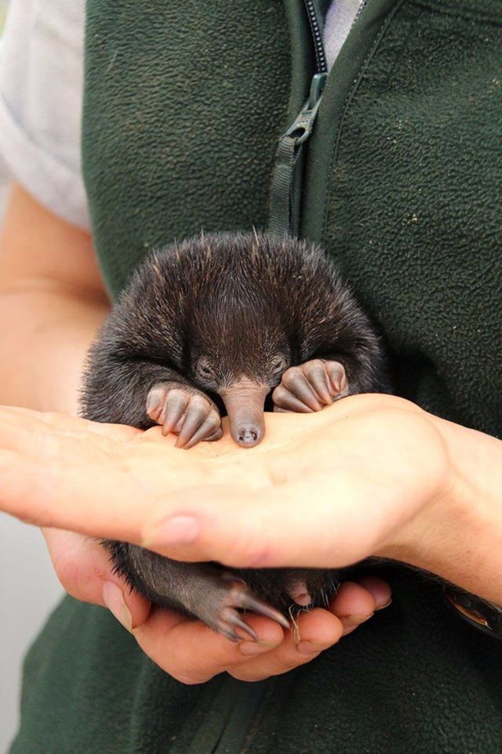 a person holding a small animal in their hands