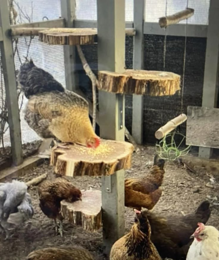 chickens and roosters are gathered around a tree stump