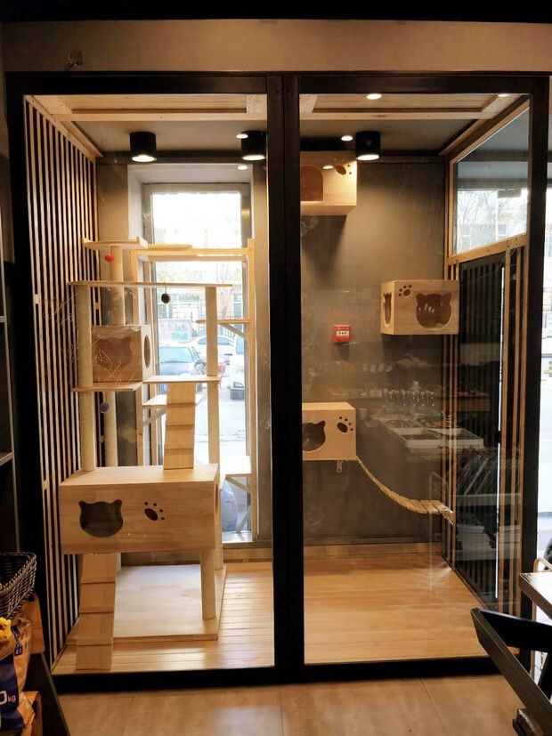 the inside of a store with glass doors and cat furniture in it's display area