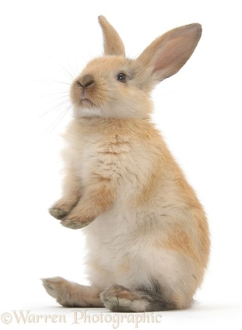 a small rabbit sitting on its hind legs