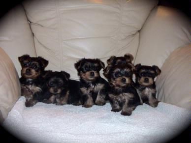 four small dogs are sitting on a white blanket