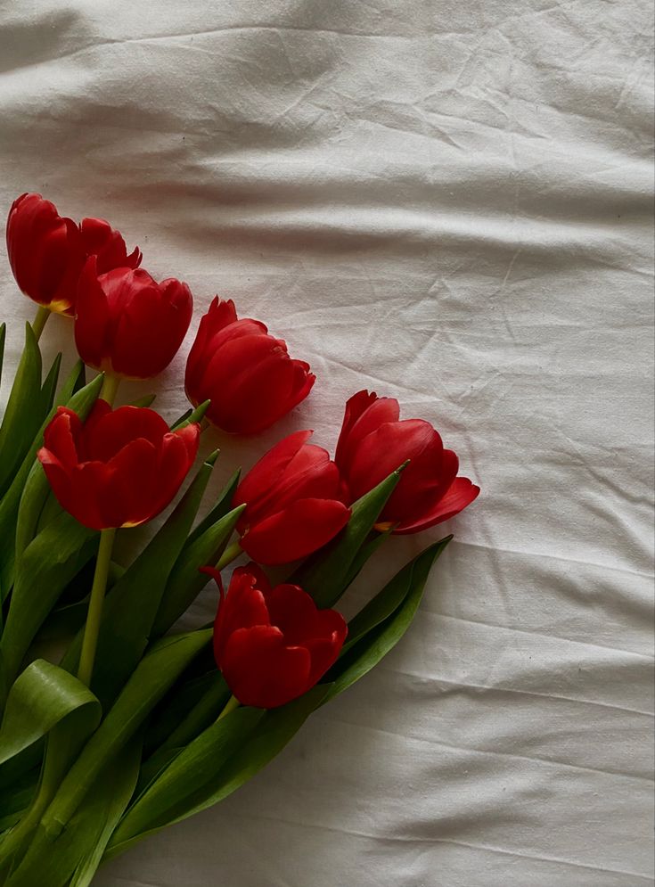 red tulips laid out on a white sheet