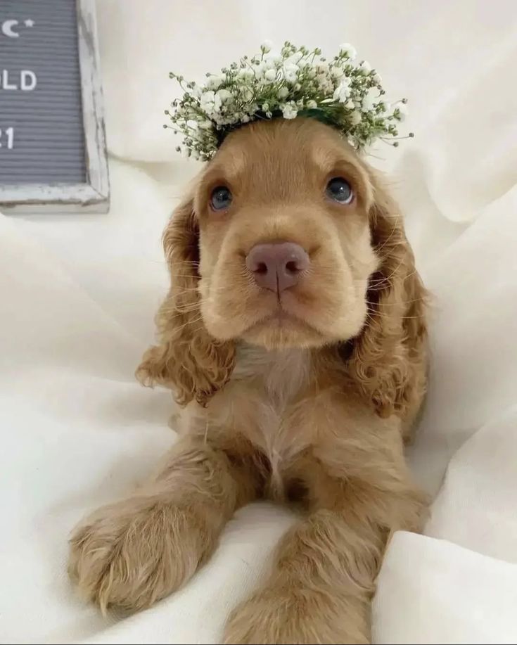 a puppy with a flower crown on its head