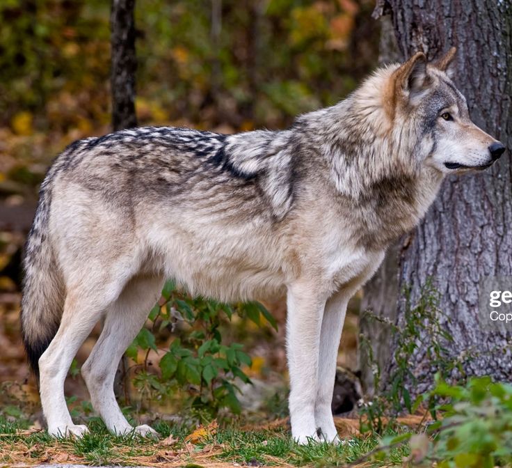 a wolf standing in the woods next to a tree