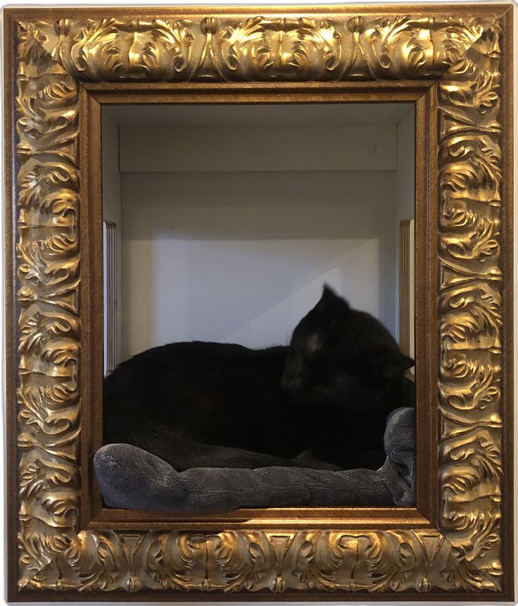 a black cat laying in a gold frame