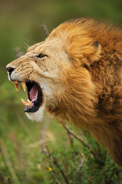 a close up of a lion with its mouth open