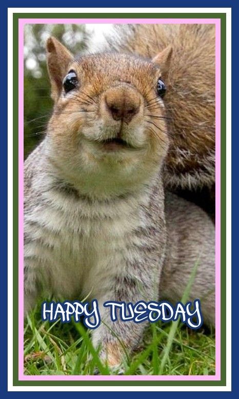 a happy birthday card with an image of a squirrel on it's face and the words happy tuesday