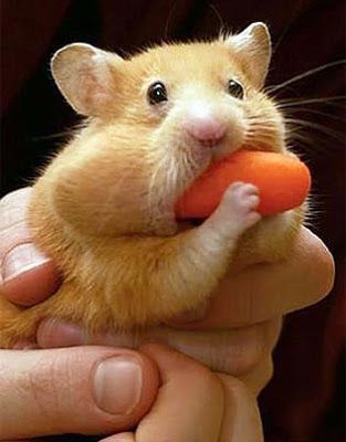 a person holding a small hamster with a toy carrot in it's mouth