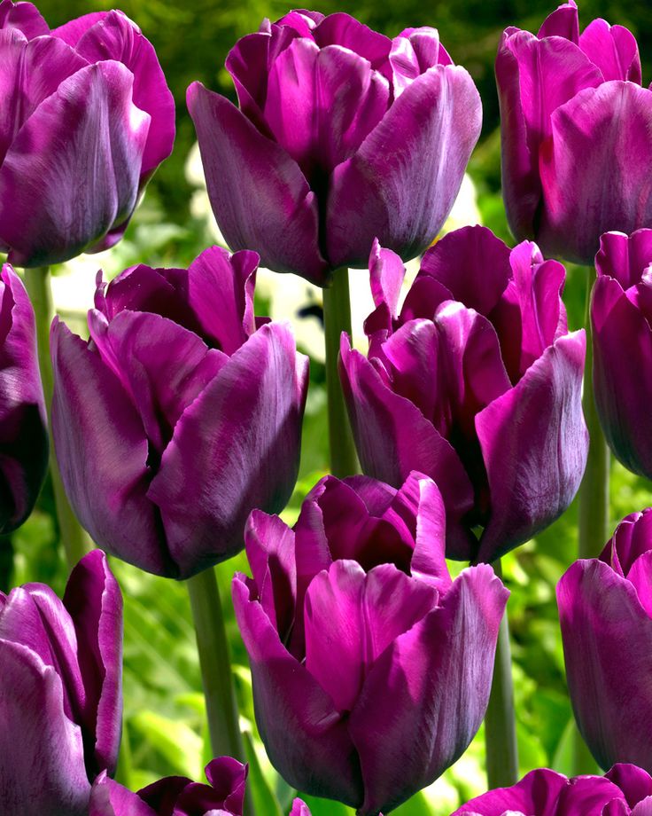 purple tulips are blooming in the garden