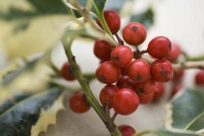 red berries are growing on the branch of a tree