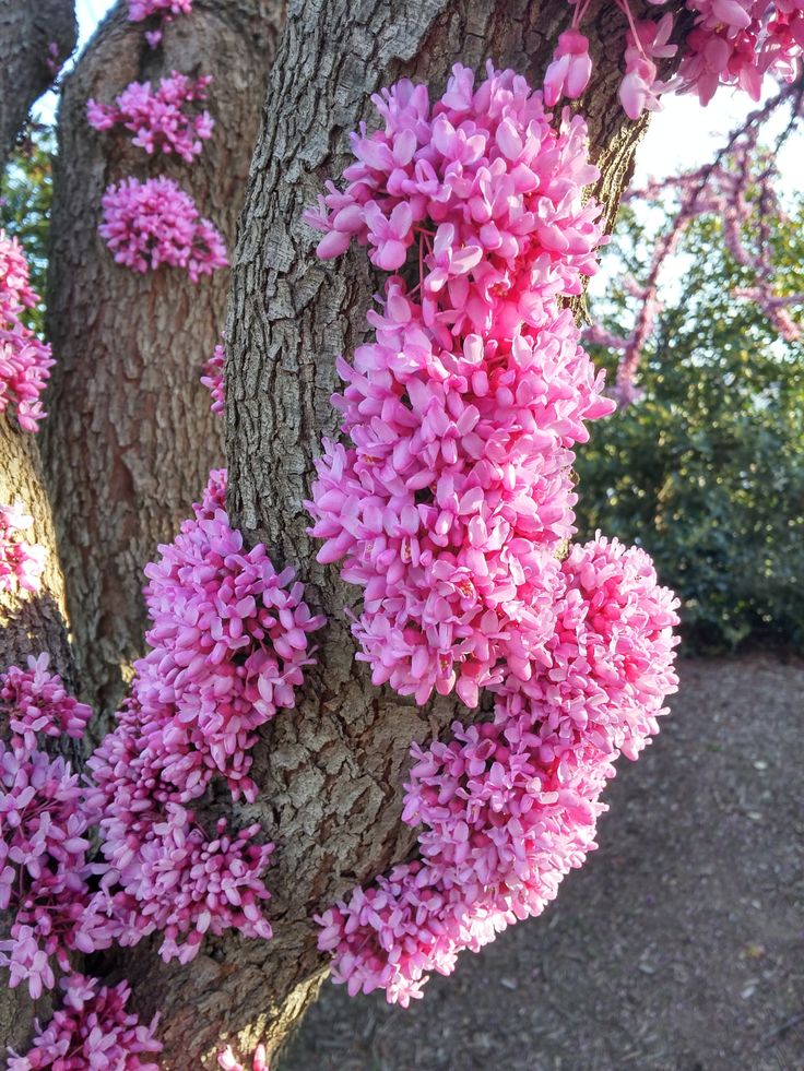 pink flowers growing on the bark of a tree