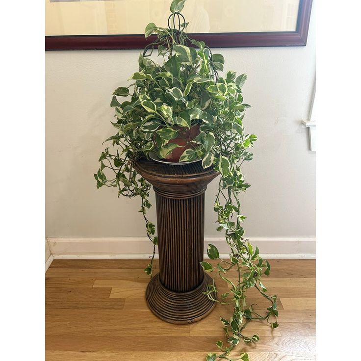 a potted plant sitting on top of a wooden floor