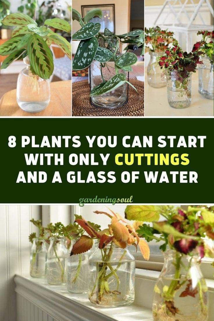 plants in vases with text that reads 8 plants you can start with only cuttings and a glass of water