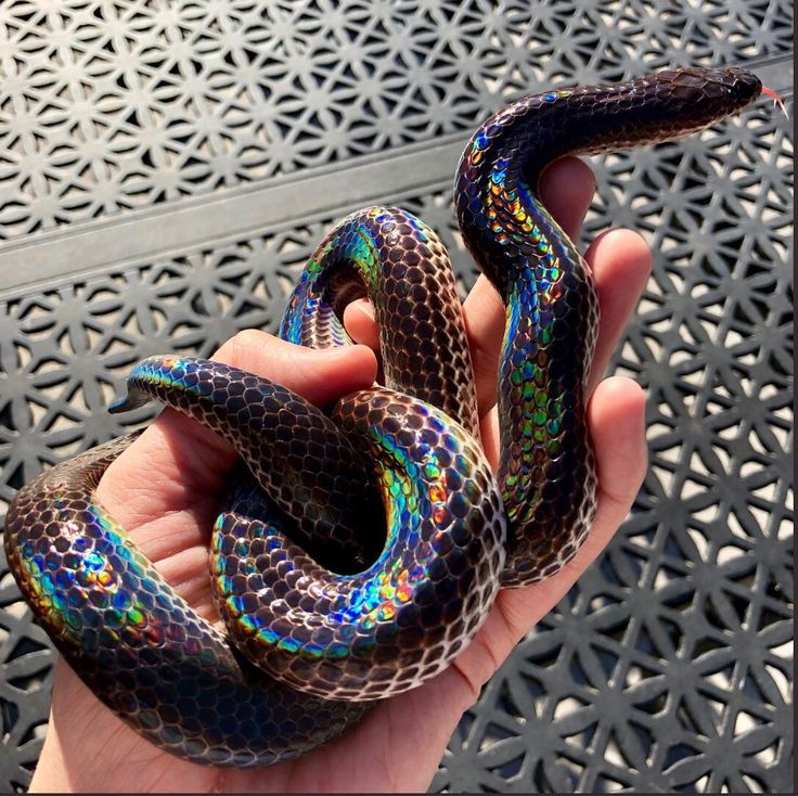 a person holding a colorful snake in their hand