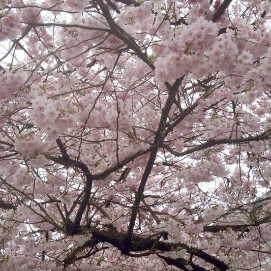 a tree with lots of pink flowers on it