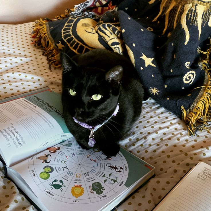 a black cat sitting on top of a bed next to an open book and some books