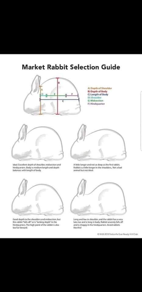 the market rabbit selection guide for rabbits