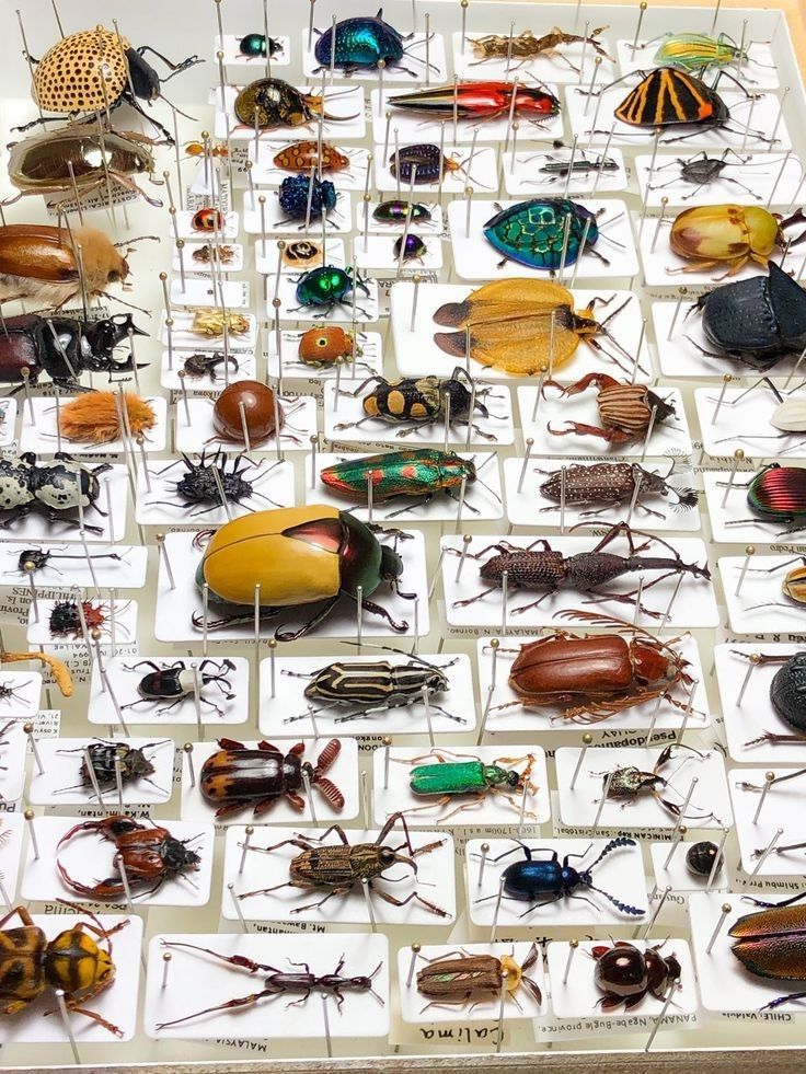 many different types of bugs are on display