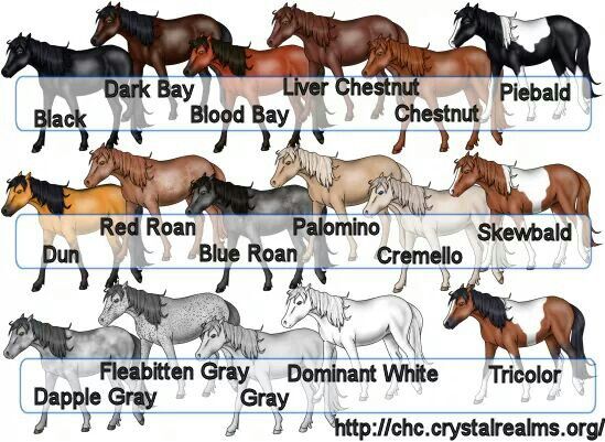 an image of different types of horses in the world with labels on them for each horse