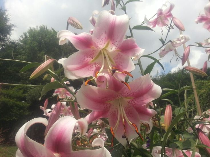 pink flowers are blooming in the garden