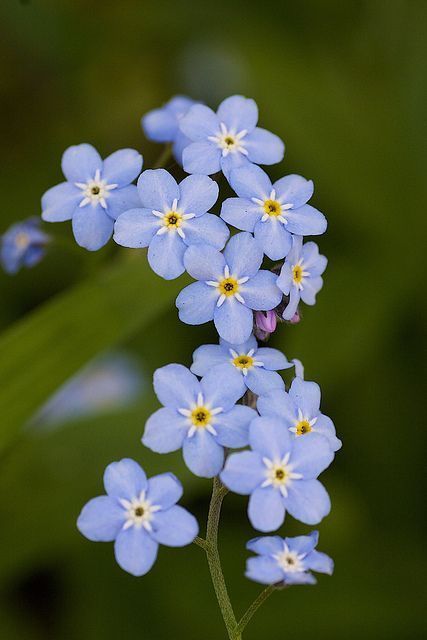 small blue flowers with yellow centers are in the foreground and green foliage behind them