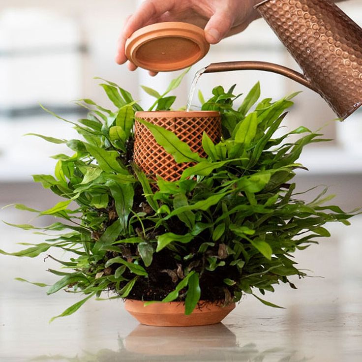 a person pours water into a potted plant