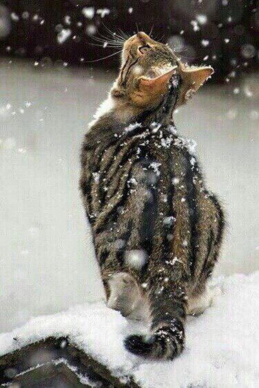 a cat sitting on top of snow covered ground