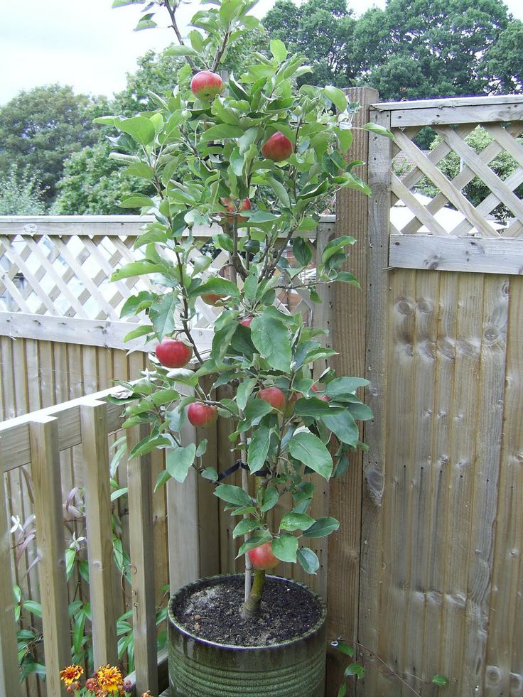 a potted apple tree in the corner of a fenced area with flowers growing out of it