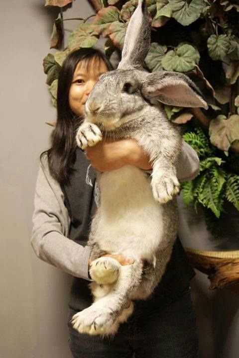 a woman holding a rabbit in her arms