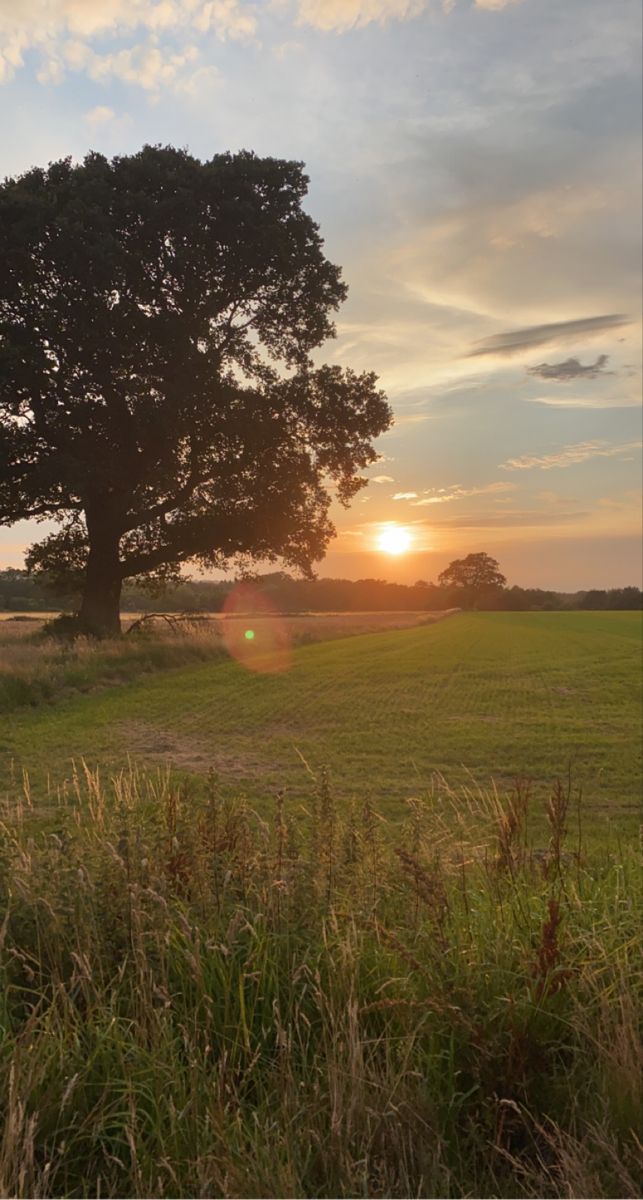 the sun is setting over an open field with two large trees in the foreground