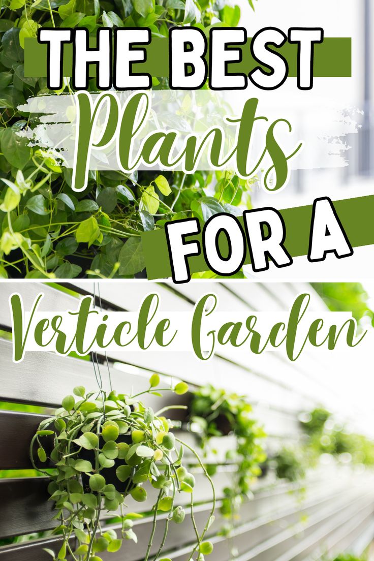 vertical garden Small Vertical Garden Ideas, Vertical Garden Plants Outdoor, Porch Plant Wall, Plants For Vertical Garden, Vertical Plant Wall Outdoor, Outdoor Wall Herb Garden Ideas, Vertical Garden Wall Outdoors, Outdoor Living Wall Diy Vertical Gardens, Indoor Vertical Garden Wall