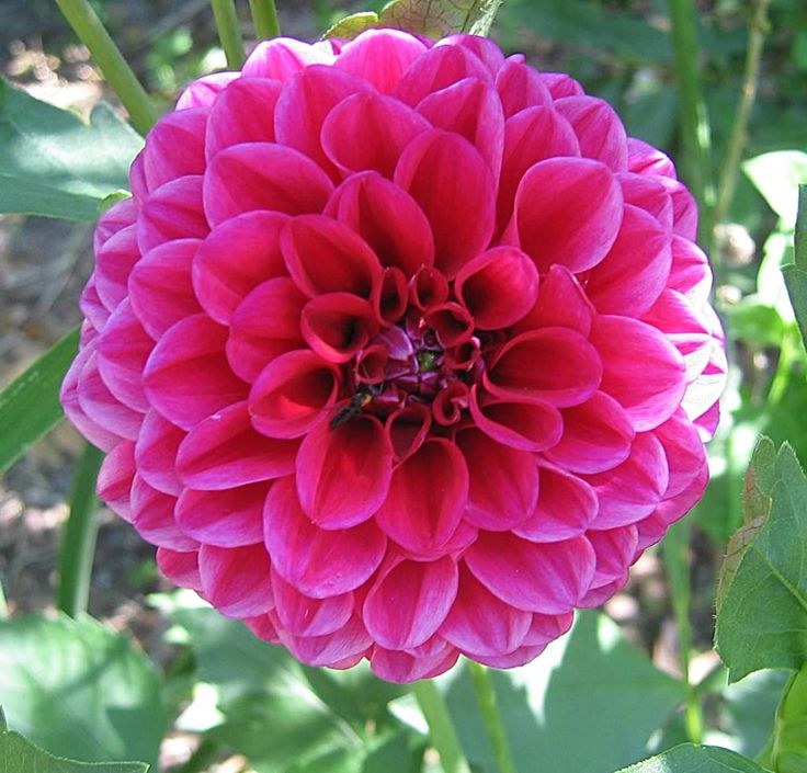 a large pink flower with green leaves in the foreground and dirt on the ground behind it