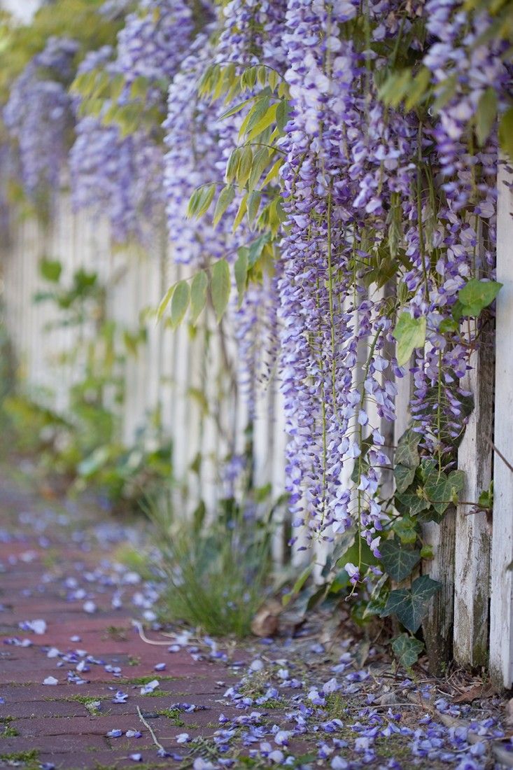 purple flowers growing on the side of a white fence