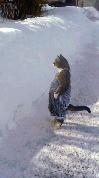 a cat that is standing in the snow