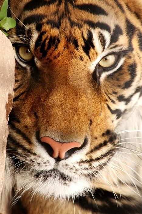 a close up of a tiger near a rock