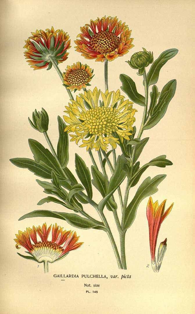 an antique print of flowers with leaves and stems in yellow, red, and orange colors