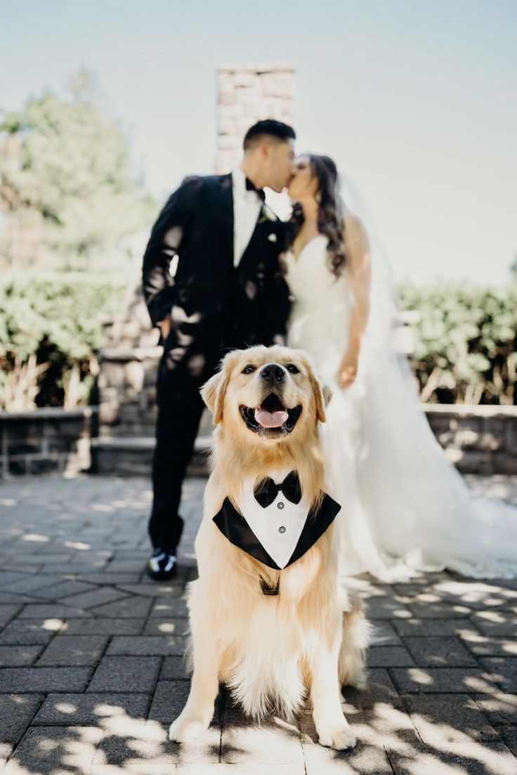 golden retrievers in weddings Dog Wedding Pictures, Dog Wedding Photos, Wedding Photo List, Photos With Dog, Wedding Picture Poses, Wedding Photography Styles, Wedding Pets, Wedding Photos Poses, Wedding Engagement Photos