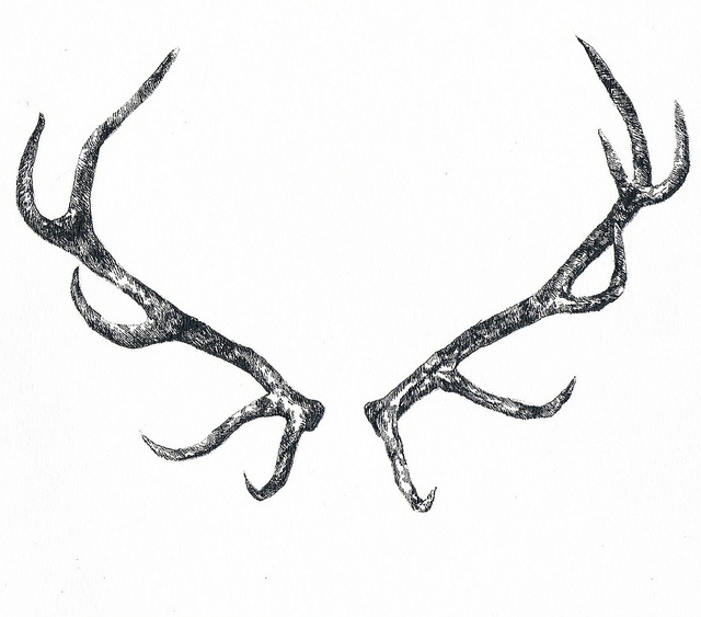 two deer antlers are shown in this black and white drawing by artist mark stewart