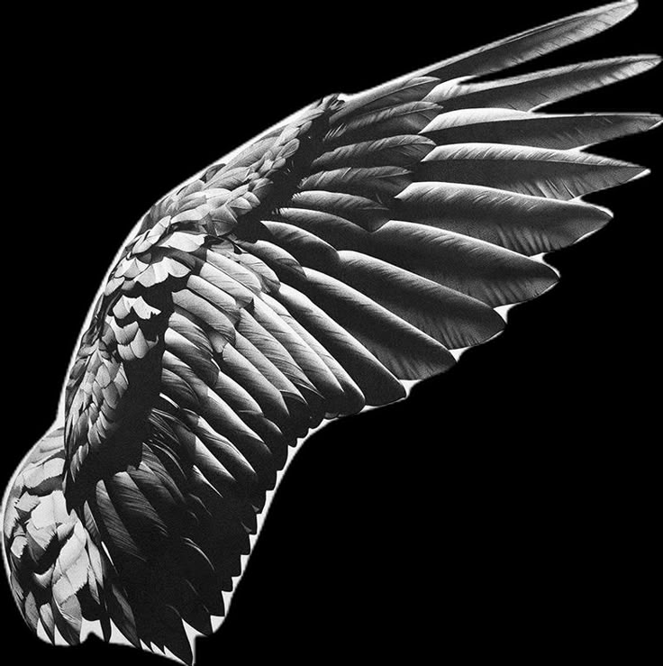 a black and white photo of a bird's wing with it's wings spread